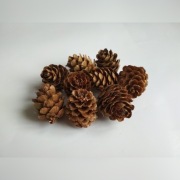 Szyszki modrzew modrzewia 100szt.