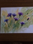 Akwarela Polne kwiaty