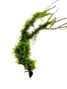 MECH DO TERRARIUM  M7