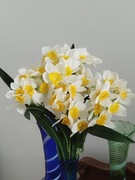 bukiet żonkili narcyzów 