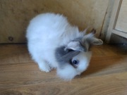 Królik miniaturka,samiec 