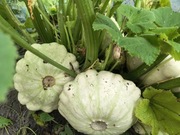 Patison Biały Nasiona