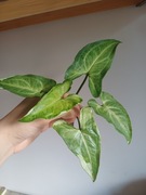 Syngonium three kings