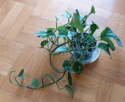 Epipremnum global green ciekawe wybarwienie duża roślina