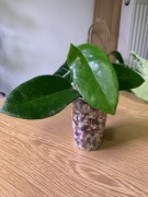 Hoya Montana | hoja