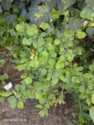 Berberys thunberga  sadzonka 