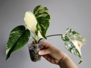 Monstera Thai Mutation piękne wybarwienie w hydroponice nr1