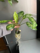 Dieffenbachia seguine tropic rain sadzonka pędowa difenbachia