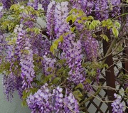 wisteria/glicynia pnącze - 4 nasiona
