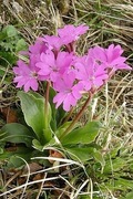 Pierwiosnek Primula spectabilis