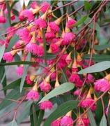 Eukaliptus różowy, niebieski gunni,aromatyczny właściwy 