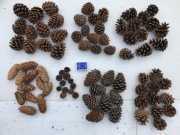 Szyszki sosny, świerka, różne, nietypowe 84 szt.