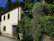 Jaśmin gwiazdkowy (Trachelospermum jasminoides) pięknie pachnący 100x130x70