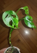 Monstera Adansonii 