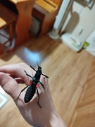 Straszyki diabelskie (Peruphasma schultei) Jajka i L1