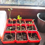 Mini szklarnia na 9 roślinek – doniczki wielokrotnego użytku