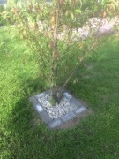 kora kamienna , gnejs 11-30 cm