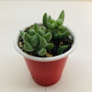 Sedum Burro’s tail