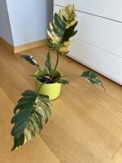 Philodendron Caramel Marble