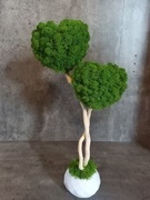 Drzewko Miłośći z mchu chroboteka 