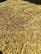 Owies paszowy lub do siewu.