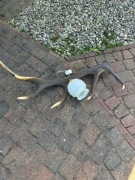 Sprzedam Unikatowy Żyrandol z poroża jelenia