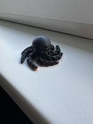 Ośmiorniczka ruchoma 