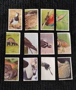 Naklejki Twoja przygoda z Polską przyrod carrefour