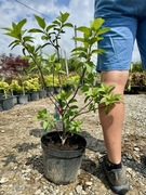 Hortensja bukietowa / Hydrangea pan. 'Pink Diamond' 'Silver Dollar'