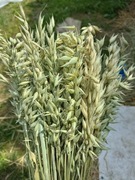 Owies zboże suszone naturalne trawy zielony zioła 