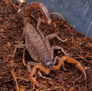 Skorpion Janalychas tricarinatus SUBADULT