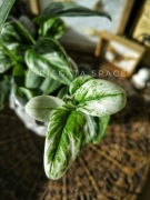 Scyndapsus Moonligh variegata Indonezja scindapsus sadzonka 