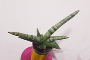 Sansevieria CYLINDRICA BONCEL Sansewieria Boncellensis Kolekcjonerska