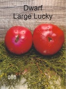 086-Dwarf Large Lucky. Pomidory kolekcjonerskie.