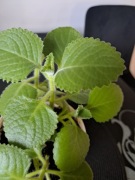 Mięta meksykańska (kubańskie oregano) – zdrowe, szybko rosnące sadzonki 