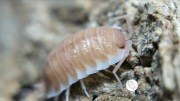 Isopody, prosionki Porcellio Sevilla Caramel