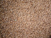 Pszenżyto paszowe dla drobiu kur zbiór 2025, 20 kg