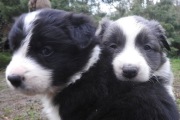 Border collie z Uroczyska (ZKwP/FCI) - szczeniaki
