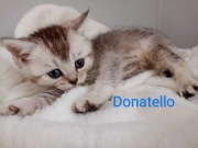 Piękne Koteczki Szkockie i Brytyjskie