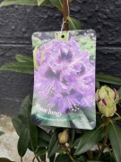 Rododendron Blaue Jungs