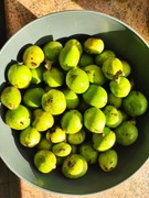 Orzechówka. Wyciąg z zielonego orzecha. Ekstrakt. Zioła na pasożyty.