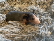 Świnki morskie skinny 