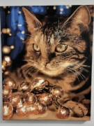 Obraz akrylowy Kot z lampami