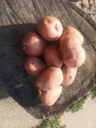 Sprzedam ziemniaki Bellarosa , Soraya, Queen Anne,Marabel, Esmee, Red Lady,