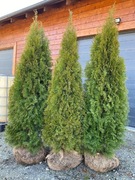 Tuja szmaragd 200cm+ sadzonki w balocie.