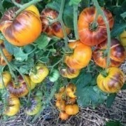 RAINBOW SIBERIAN (Tęczowy Pomidor) kolekcjonerski