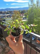 Callisia soconuscensis variegated