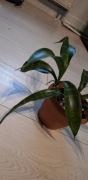 sansevieria concinna x parva