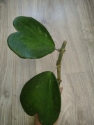 Hoya Kerri , spot leaf '