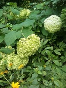 Hortensja "Big Annabelle" sztobry kpl.20szt.